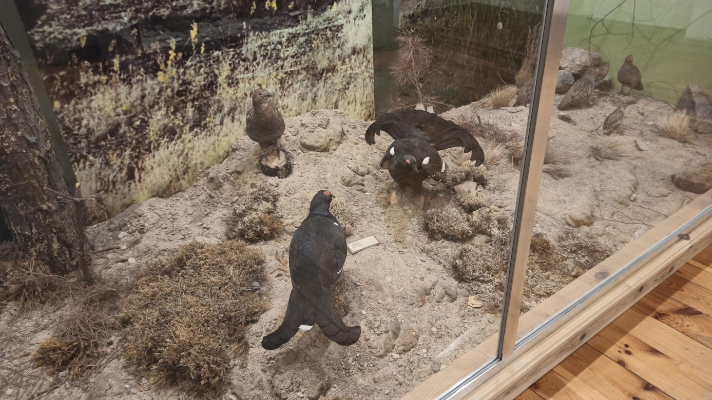 Muzeum Przyrody w Olsztynie. Poznajcie faunę oraz florę Warmii i Mazur