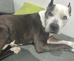 16-letnia Dira zaginęła w mrozie. Leżała w polu i nie mogła wstać