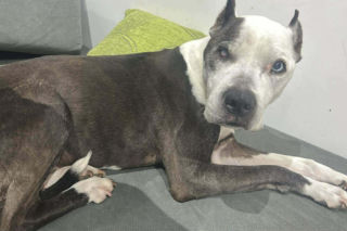 16-letnia Dira zaginęła w mrozie. Leżała w polu i nie mogła wstać