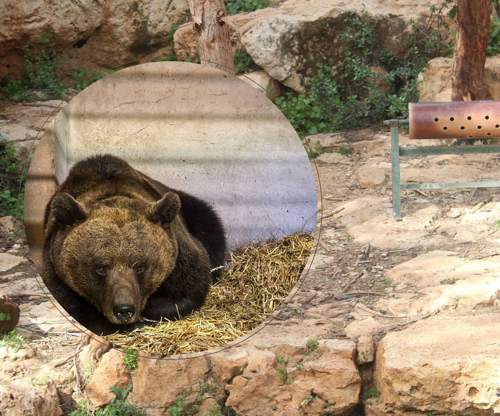 Poznańskie ZOO ma nową mieszkankę! To niedźwiedzica z Czech