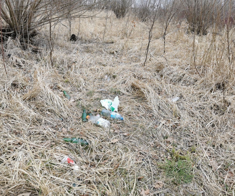 W Ostrowie będą sprzątać lasy