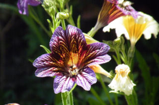 Tujałka zmienna - Salpiglossis sinuata