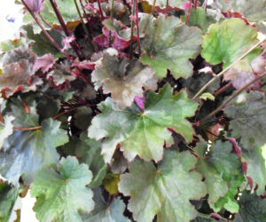 Żurawka ‘Alesia’