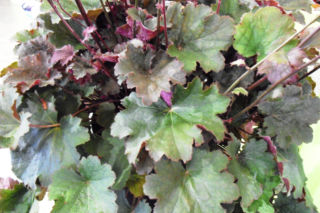 Żurawka ‘Alesia’  - Heuchera ‘Alesia’ 