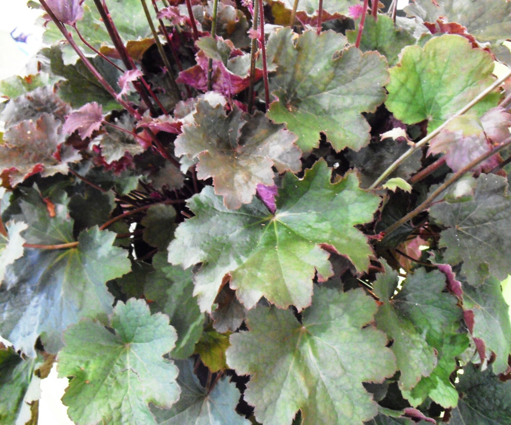 Żurawka ‘Alesia’