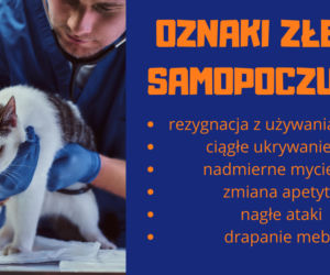 Słownik mowy kociej. Czyli co powienien wiedzieć każdy właścicel kota!