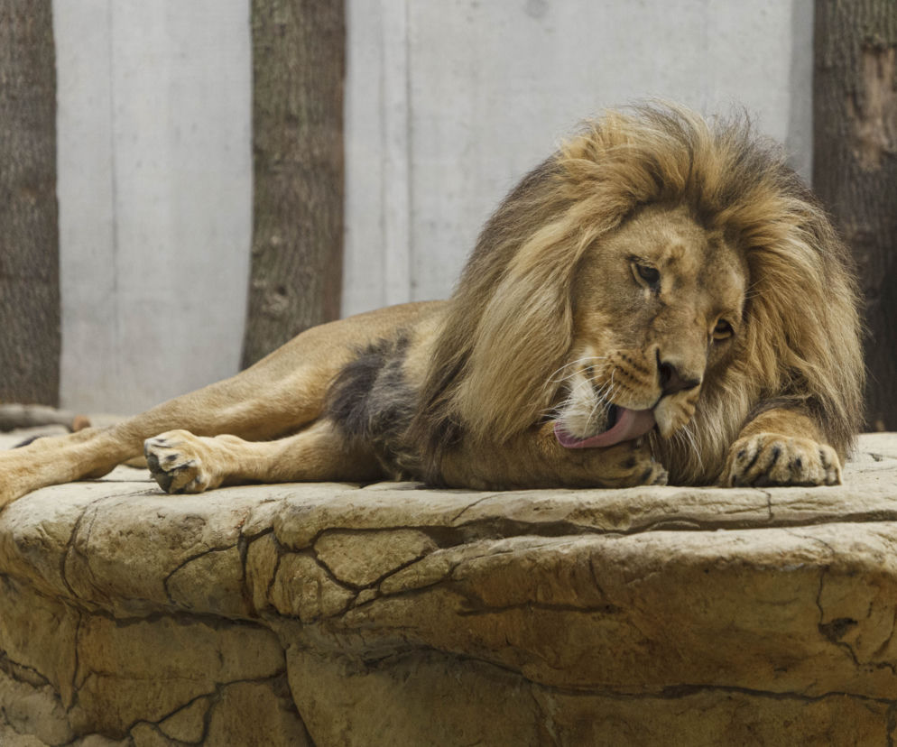 Zoo Opole. Lwy na wybiegu po 24 latach! Wielkie koty wróciły [ZDJĘCIA]
