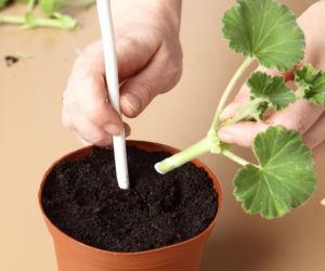 Sadzonki pelargonii