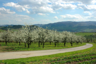 Czy można wyciąć drzewo owocowe na swojej działce?