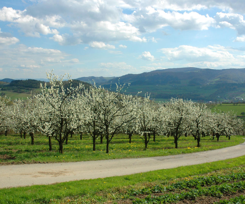 Czy można wyciąć drzewo owocowe na swojej działce?