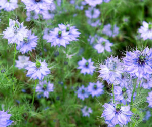 Czarnuszka damasceńska