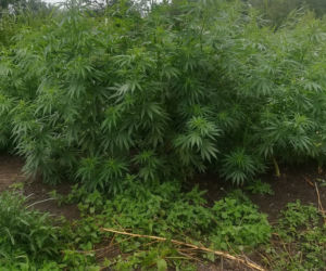 Łódź: OGROMNA hodowla marihuany na Olechowie. Trawka rosła nieopodal rzeki