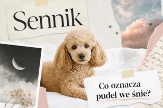 Pudel we śnie - znaczenie snu i najczęstsze interpretacje
