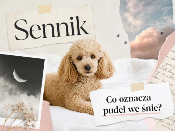 Pudel we śnie - znaczenie snu i najczęstsze interpretacje