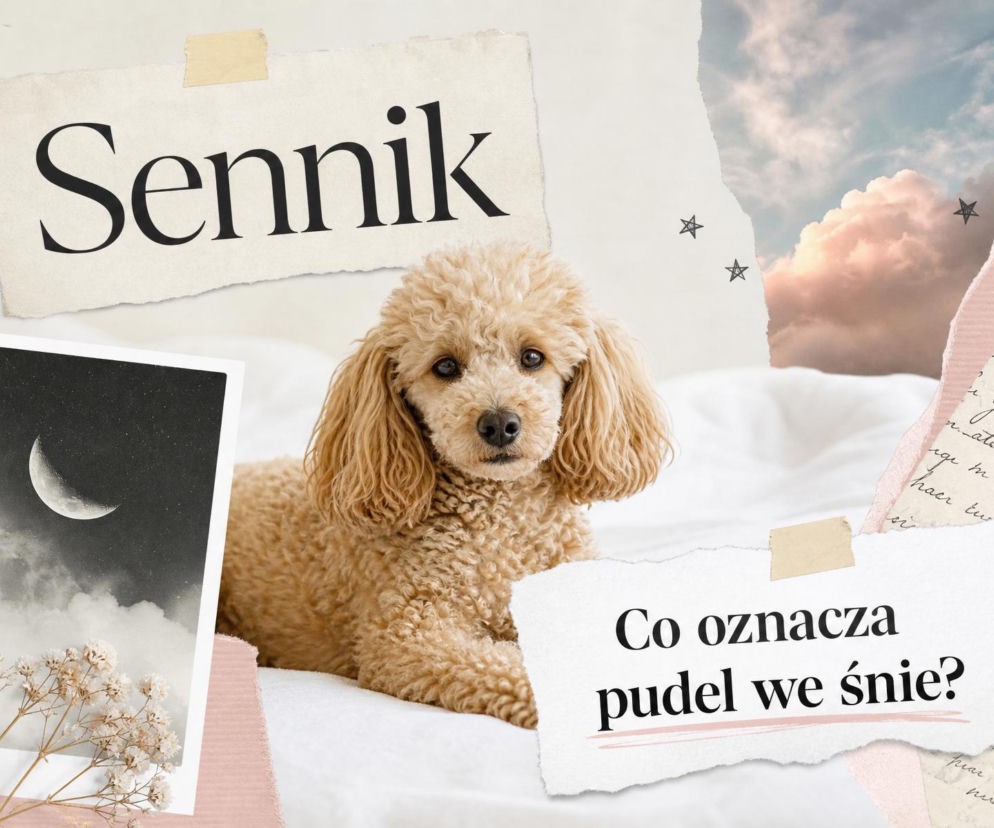 Biszkoptowy pudel na białym tle. Obok miniatura z księżycem i napis Sennik. O znaczeniu snu przeczytasz na SE.
