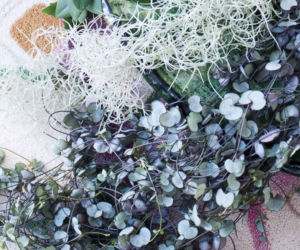 Ceropegia Wooda