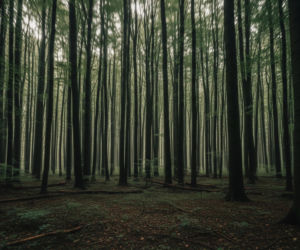 Morderstwo Kornelii w Łęgach Oborskich. Co skłoniło „przyjaciół” do zbrodni?