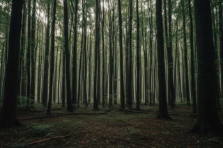 Morderstwo Kornelii w Łęgach Oborskich. Co skłoniło „przyjaciół” do zbrodni?