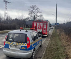 Agresywny pies zagryzł sarnę. Mieszkańcy Jeleniej Góry boją się o siebie i swoje zwierzęta