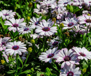Osteospermum