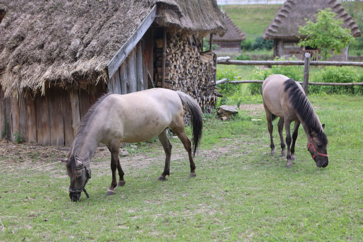 Skansen w Lublinie zachwyca w słoneczny letni dzień!