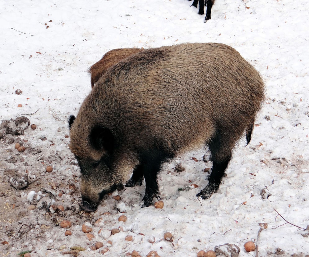 Będą strzelać do dzików