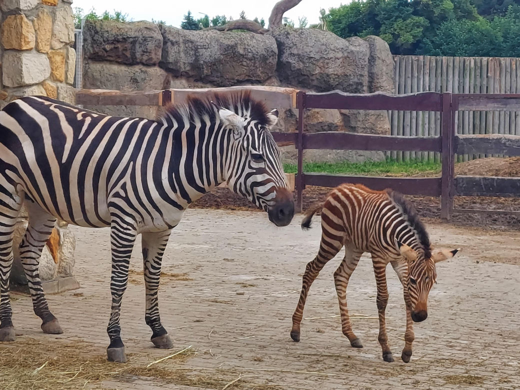 Mała zebra w zamojskim ZOO