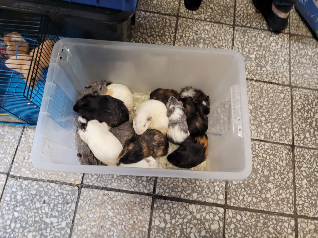 Sklep zoologiczny w Bytomiu: zwierzęta w strasznych warunkach