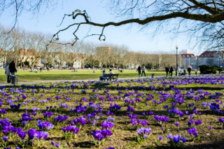 Co roku Szczecin tonie w fioletowym morzu kwiatów. Skąd wzięło się pole krokusów na Jasnych Błoniach?