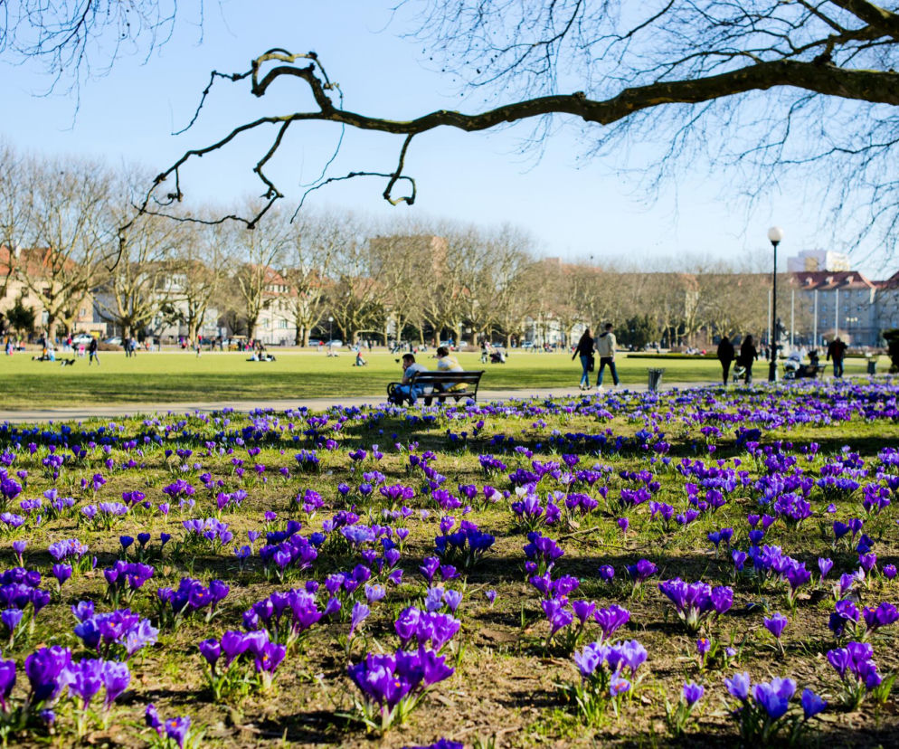 Pole krokusów na Jasnych Błoniach. Wiosenny fenomen Szczecina
