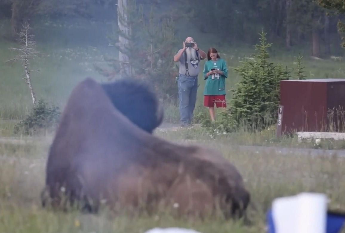 Atak bizona w Parku Narodowym Yellowstone