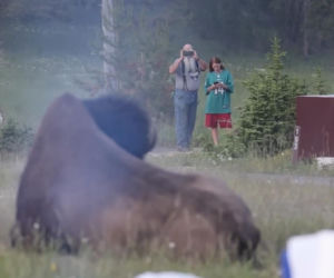 Atak bizona w Parku Narodowym Yellowstone