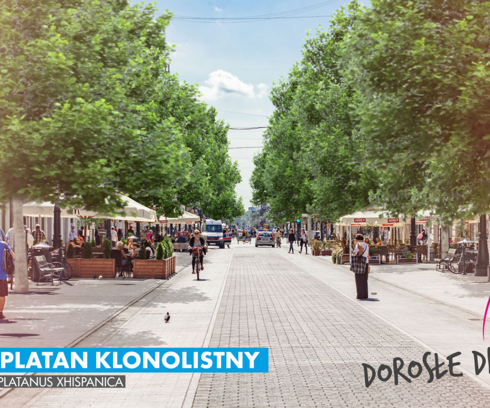Platany dają się pięknie formować - Piotrkowska rozkwitnie