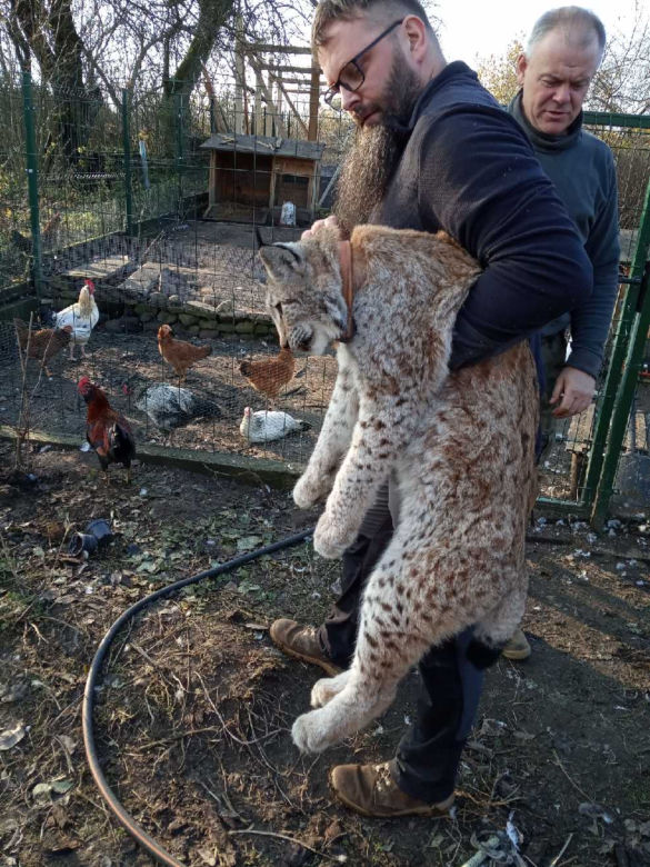 Rysica złapana w Pepłówku