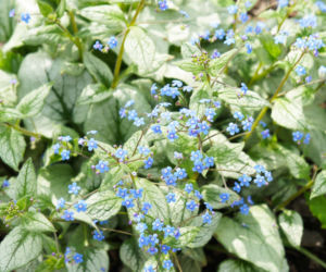 Brunnera wielkolistna