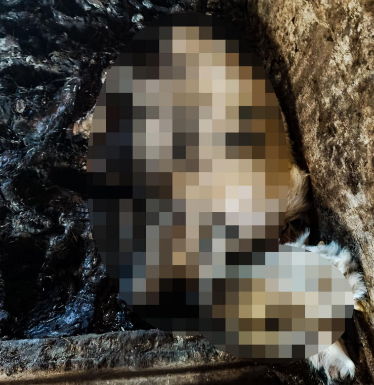 Horror koło Ostródy. Zwierzęta konały bez światła, wody i jedzenia