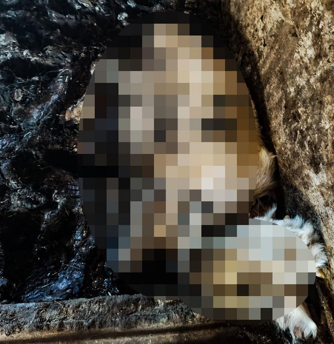 Horror koło Ostródy. Zwierzęta konały bez światła, wody i jedzenia