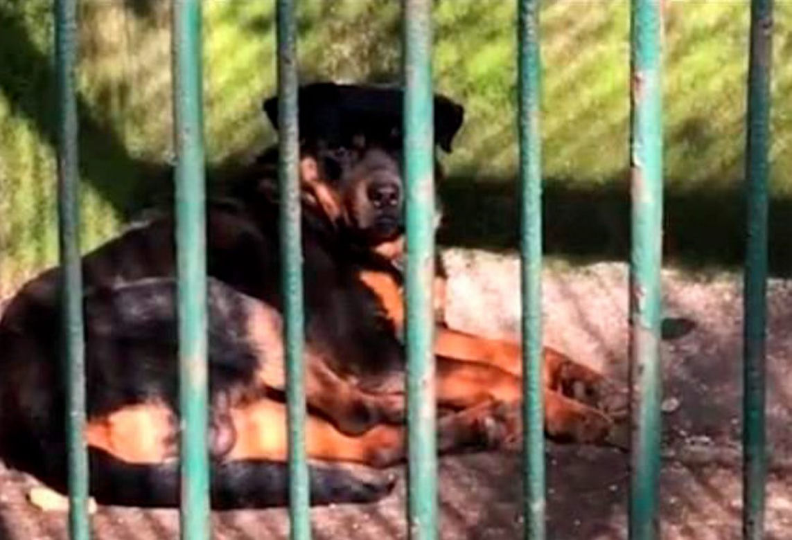 Chińczycy podrobili wilki! Nie zgadniesz co zrobili pracownicy zoo