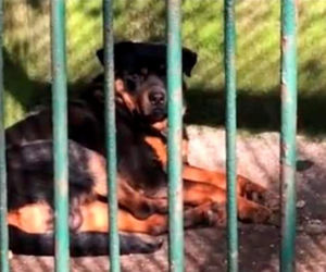 Chińczycy podrobili wilki! Nie zgadniesz co zrobili pracownicy zoo