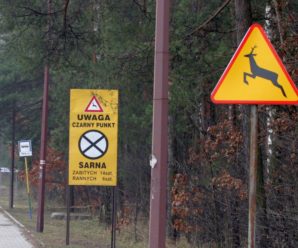 zwierzyna na drodze