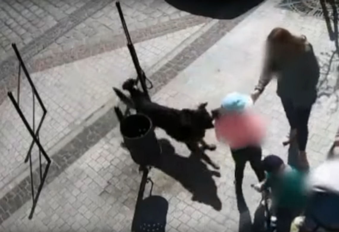 Przerażające sceny w Lęborku! Wielki pies zerwał się ze smyczy i zaatakował trzy osoby. 8-latka pogryziona [ZDJĘCIA].