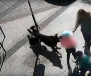 Przerażające sceny w Lęborku! Wielki pies zerwał się ze smyczy i zaatakował trzy osoby. 8-latka pogryziona [ZDJĘCIA].