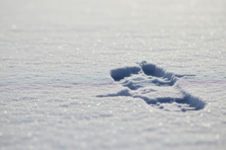 Drapieżnik rzucił się na turystkę. Jaki błąd popełniła kobieta?
