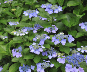 Hortensja piłkowana (Hydrangea serrata)