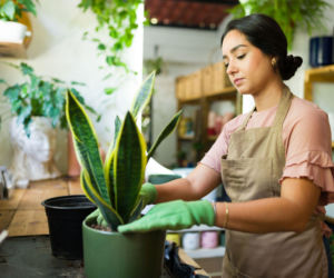 Przesadzanie sansewierii