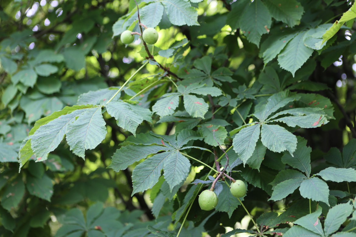 Kwitnący Ogród Botaniczny UMCS w Lublinie