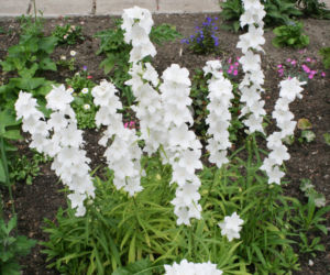 Dzwonek brzoskwiniolistny  'Alba'