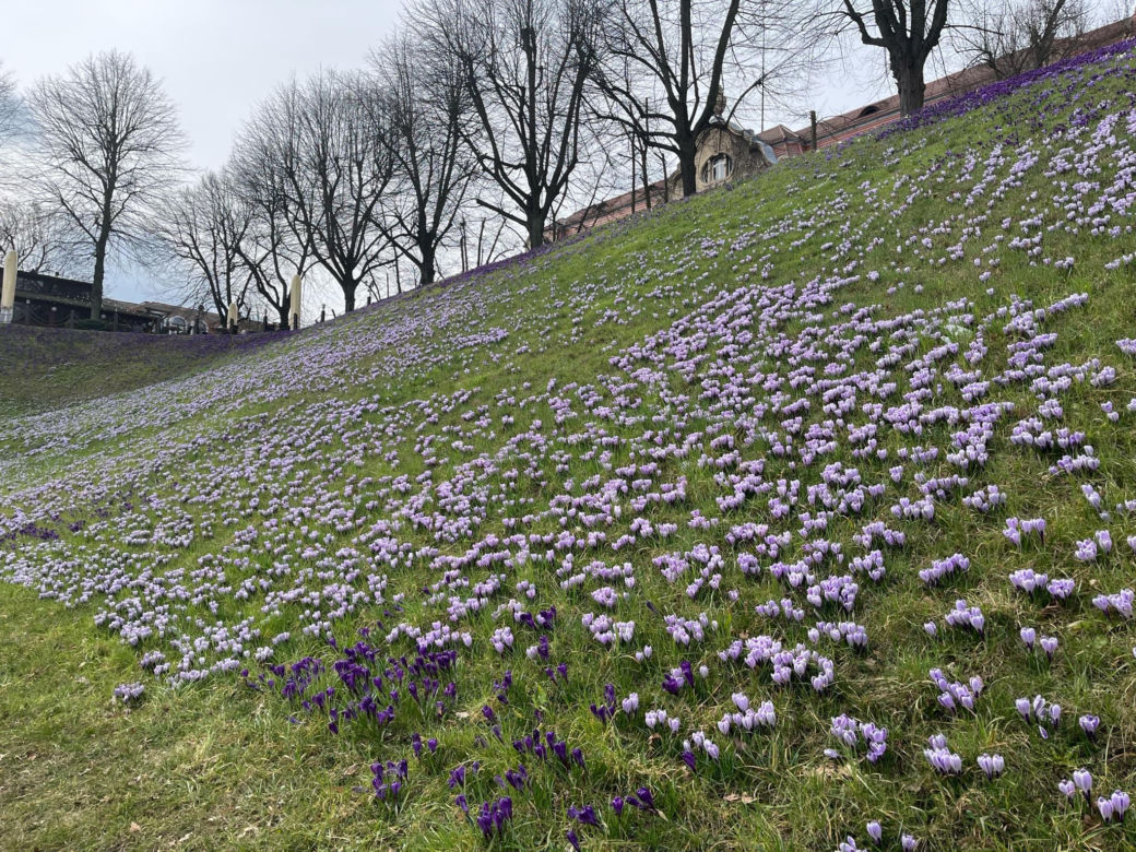 Krokusy na Wałach Chrobrego