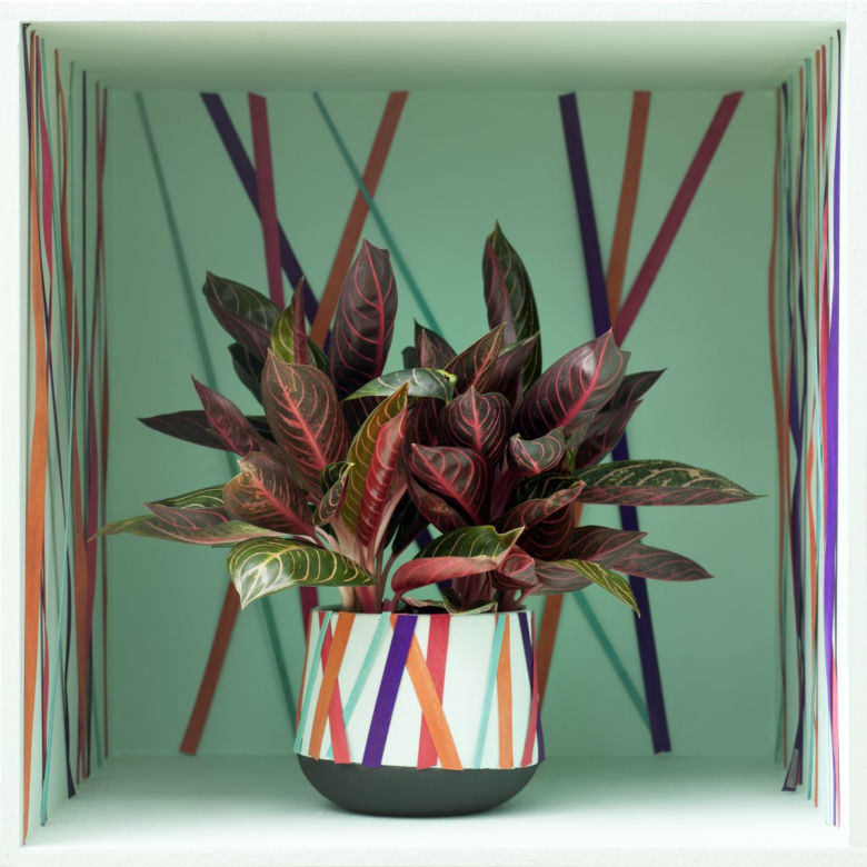 Aglaonema