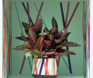 aglonema